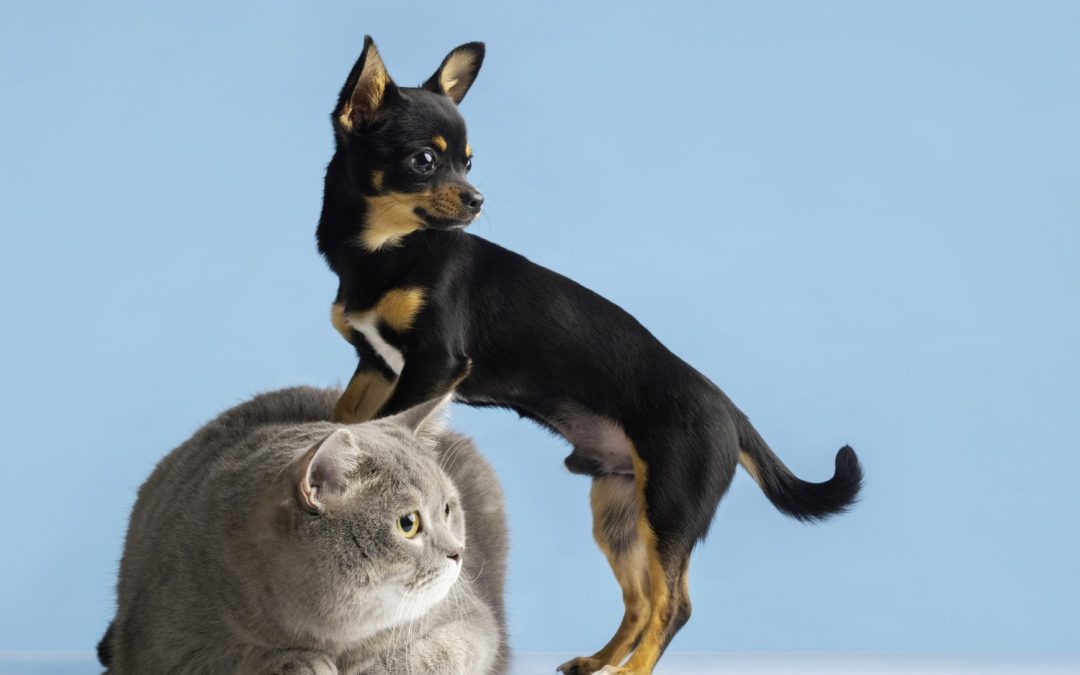 Pet wellness: Make your furry companion happier and healthier