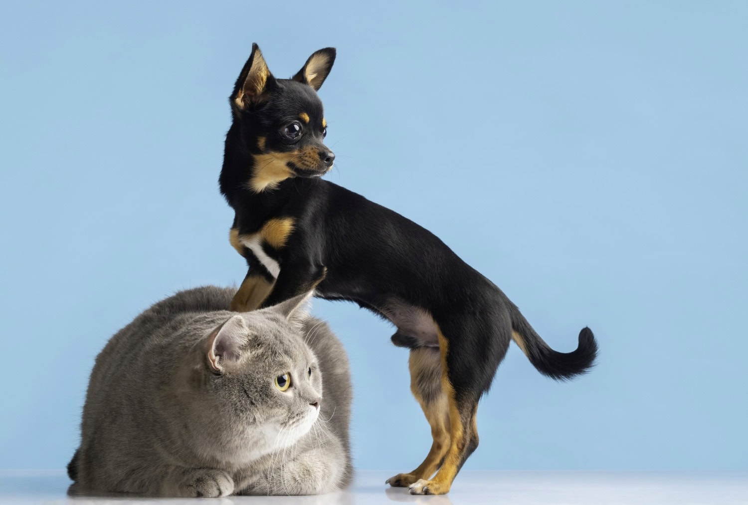 Happy, healthy dog and cat together.